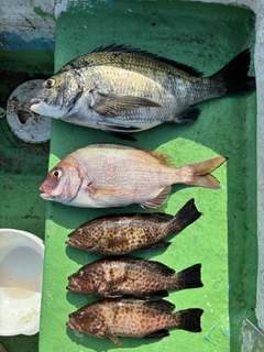 クロダイの釣果