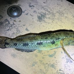 ウロハゼ