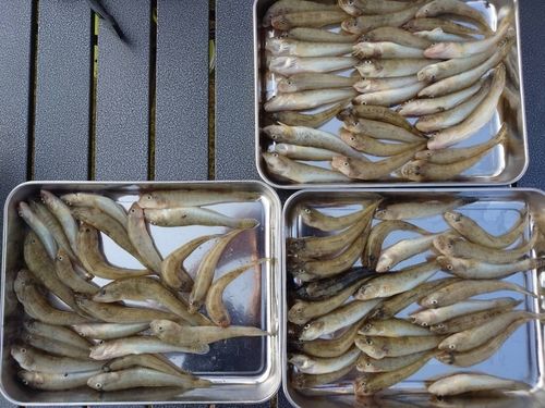 マハゼの釣果