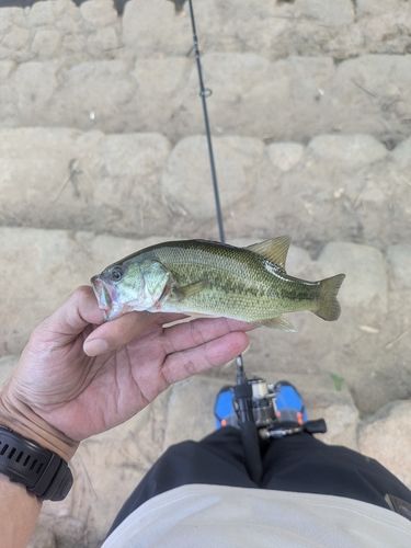 白竜湖