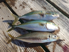 ヤズの釣果