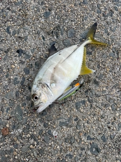 ギンガメアジの釣果
