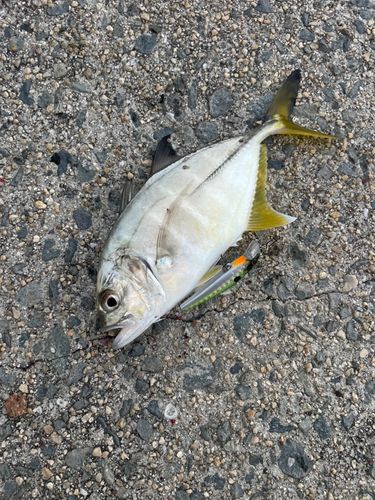ギンガメアジの釣果
