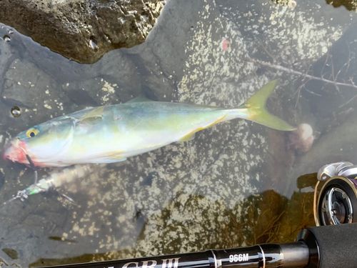ツバスの釣果
