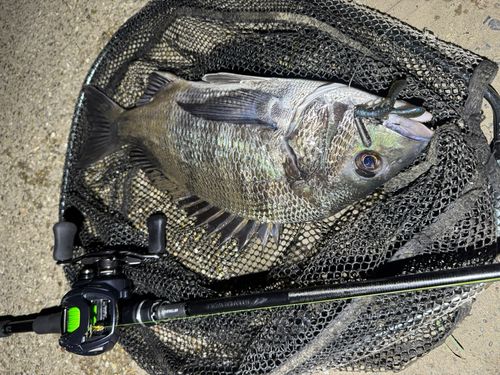 クロダイの釣果