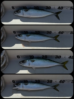 サバの釣果