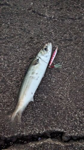サバの釣果