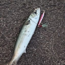 サバ