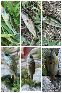 ブラックバスの釣果
