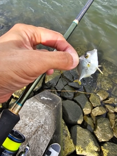 ギマの釣果