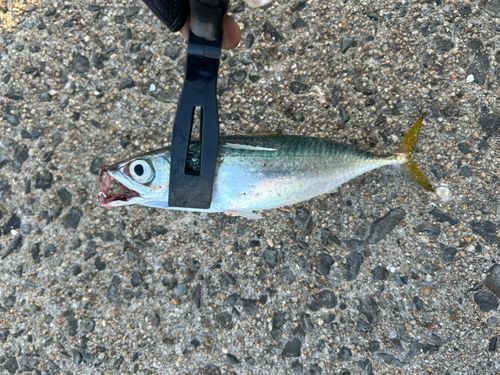 サバの釣果