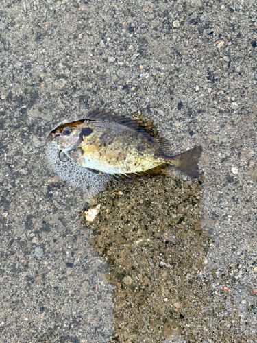 アイゴの釣果