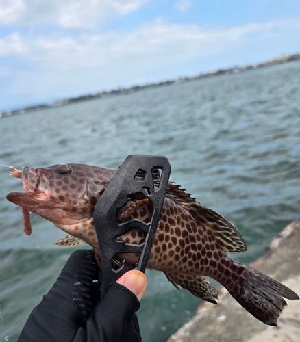 オオモンハタの釣果