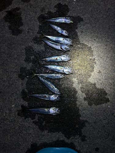 サバの釣果
