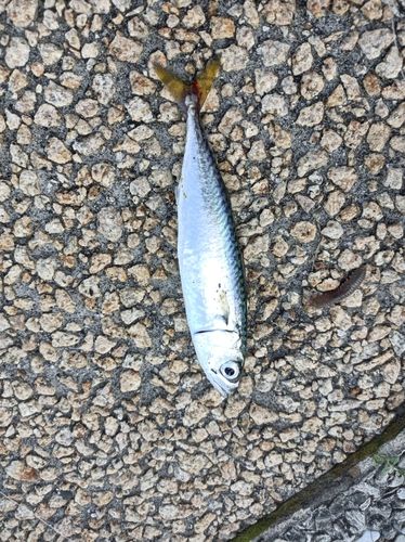 サバの釣果