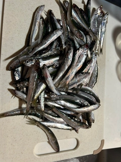 カタクチイワシの釣果
