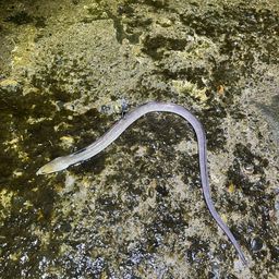 ホタテウミヘビ