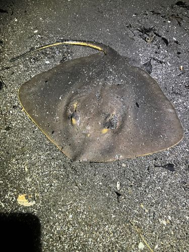 アカエイの釣果