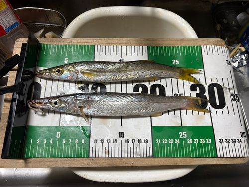 カマスの釣果
