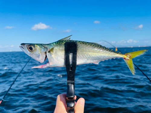 サバの釣果
