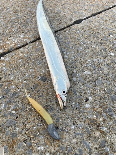 タチウオの釣果