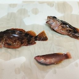 カサゴ