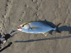 ショゴの釣果