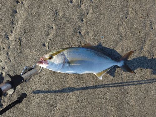 ショゴの釣果