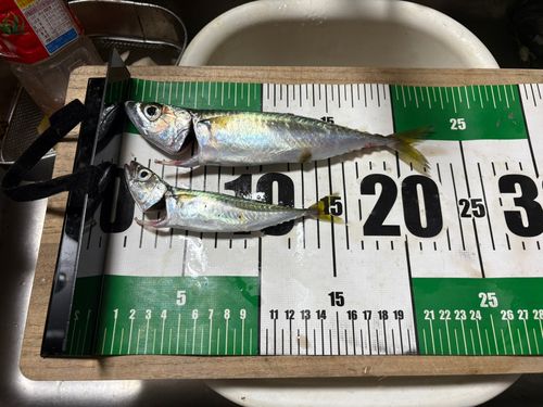 サバの釣果