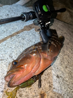 キジハタの釣果