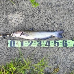 アメリカナマズ