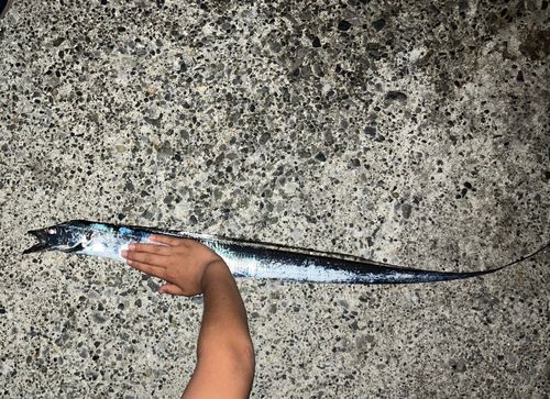 タチウオの釣果