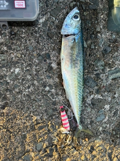 マサバの釣果
