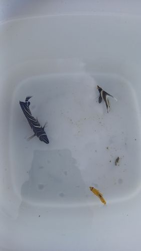 チョウチョウウオの釣果