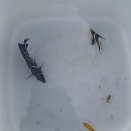 チョウチョウウオ