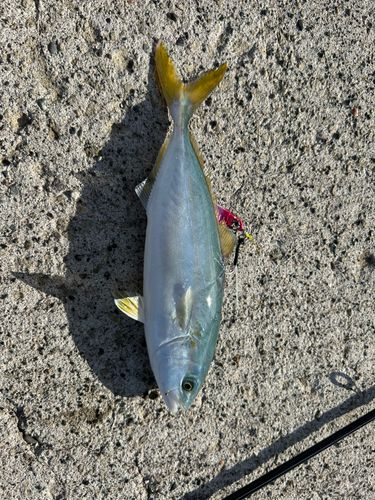 ワカシの釣果
