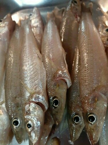 キスの釣果