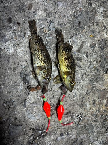 エゾメバルの釣果