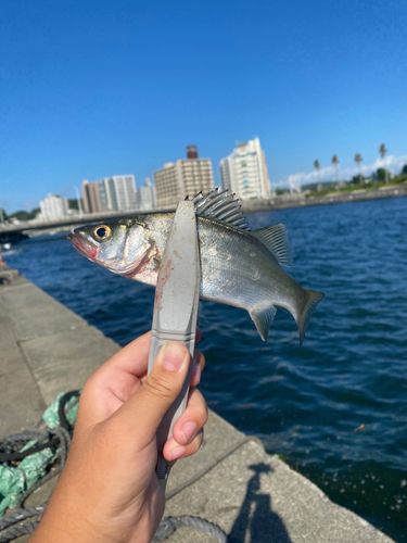 セイゴ（ヒラスズキ）の釣果