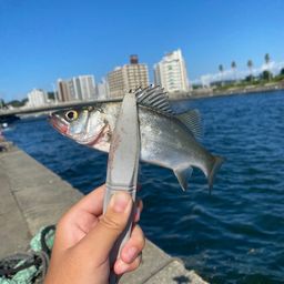 セイゴ（ヒラスズキ）