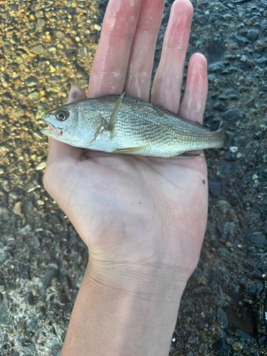 シログチの釣果