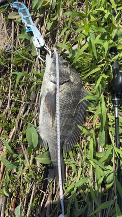 チヌの釣果