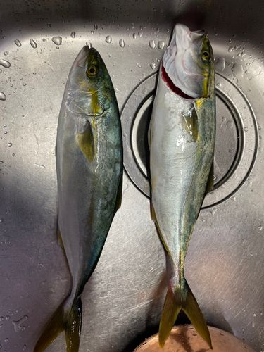 ツバスの釣果
