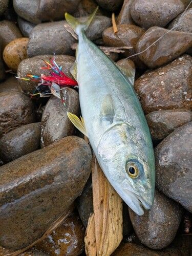 ワカシの釣果