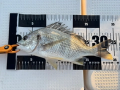 キビレの釣果