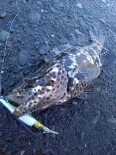 チャイロマルハタの釣果