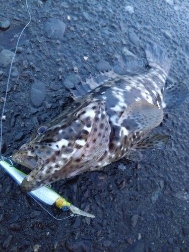 チャイロマルハタの釣果