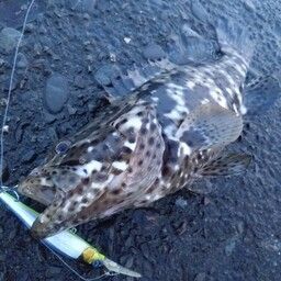 チャイロマルハタ