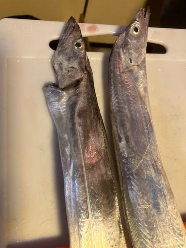 舞鶴湾