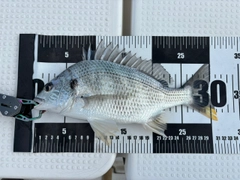 キビレの釣果